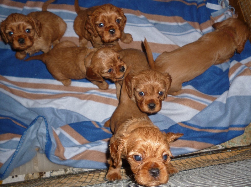 des sylvanais - Cavalier King Charles Spaniel - Portée née le 01/12/2014