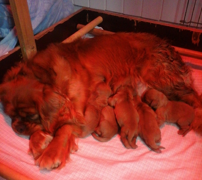 des sylvanais - Cavalier King Charles Spaniel - Portée née le 18/10/2015